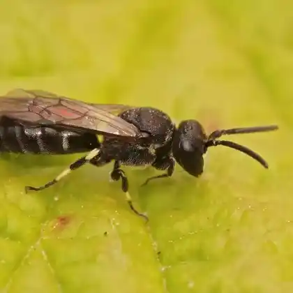 Foto von Verkannte Maskenbiene (Hylaeus confusus)