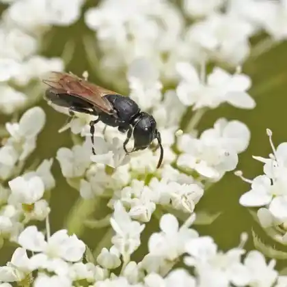 Foto von Gehörnte Maskenbiene (Hylaeus cornutus)