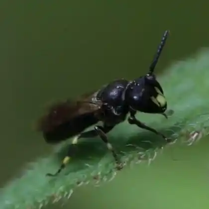 Foto von Beulen-Maskenbiene (Hylaeus difformis)