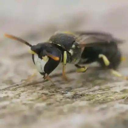 Foto von Rundfleck-Maskenbiene (Hylaeus dilatatus)