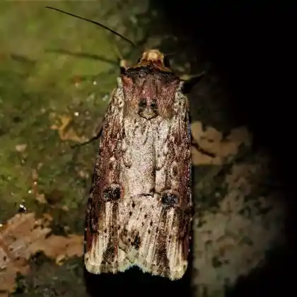 Foto von Gebüschflur-Bodeneule (Axylia putris)