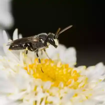 Foto von Mauer-Maskenbiene (Hylaeus hyalinatus)