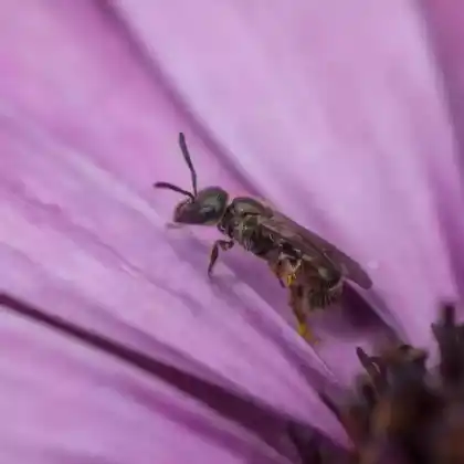 Foto von Schmalkopf-Maskenbiene (Hylaeus leptocephalus)