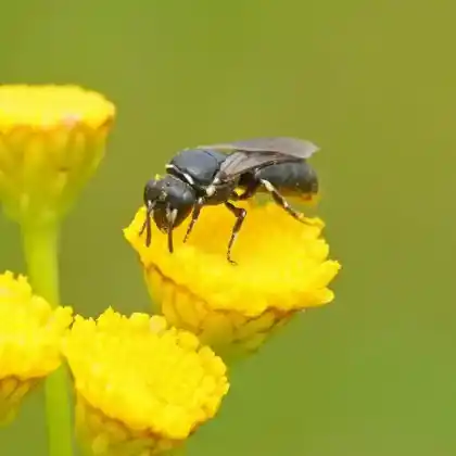 Foto von Rainfarn-Maskenbiene (Hylaeus nigritus)