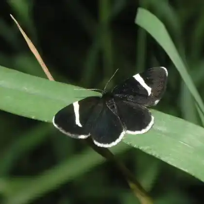 Foto von Schwarzer Christophskraut-Blattspanner (Baptria tibiale)