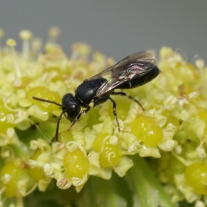 Gezeichnete Maskenbiene