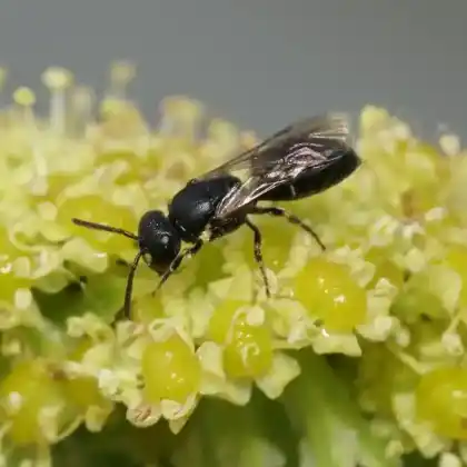 Foto von Gezeichnete Maskenbiene (Hylaeus pictipes)