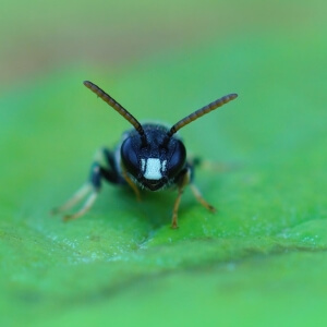 Grobpunktierte Maskenbiene