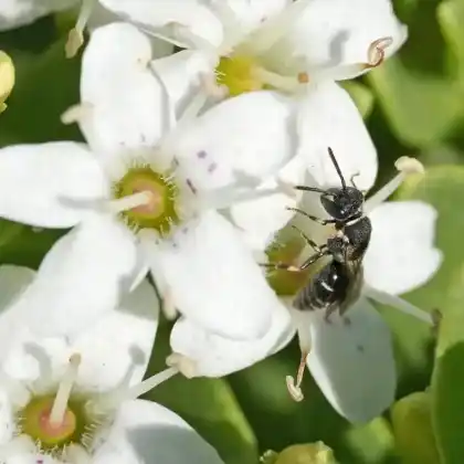 Foto von Grobpunktierte Maskenbiene (Hylaeus punctatus)