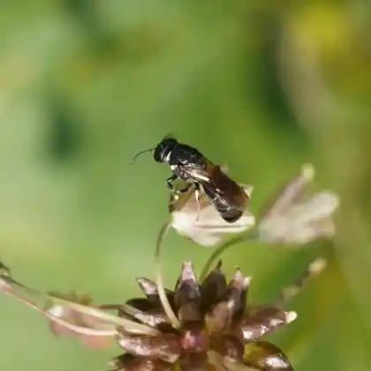 Foto von Lauch-Maskenbiene (Hylaeus punctulatissimus)