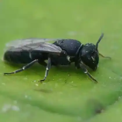 Foto von Reseden-Maskenbiene (Hylaeus signatus)