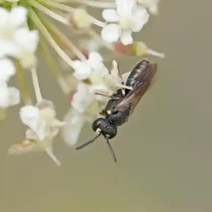Foto von Gebuchtete Maskenbiene (Hylaeus sinuatus)