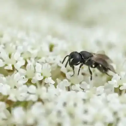 Foto von Steirische Maskenbiene (Hylaeus styriacus)