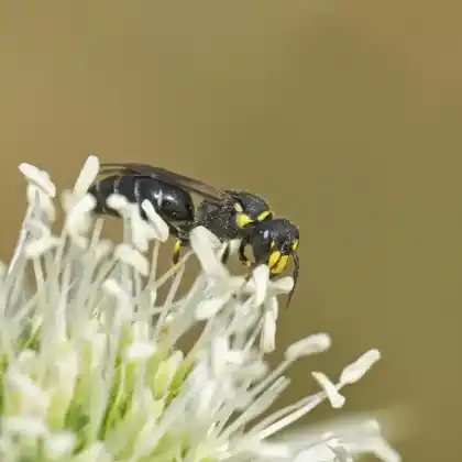 Foto von Dreifleck-Maskenbiene (Hylaeus trinotatus)