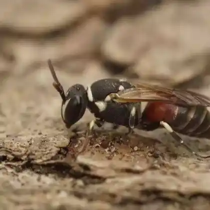 Foto von Rote Maskenbiene (Hylaeus variegatus)