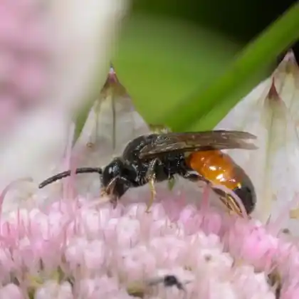 Foto von Weißbeinige Schmalbiene (Lasioglossum albipes)