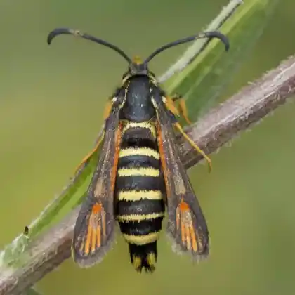 Foto von Schlupfwespen-Glasflügler (Bembecia ichneumoniformis)