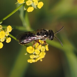 Blüthgens Schmalbiene