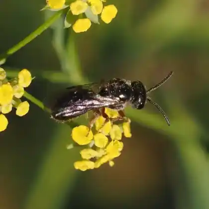 Foto von Blüthgens Schmalbiene (Lasioglossum bluethgeni)