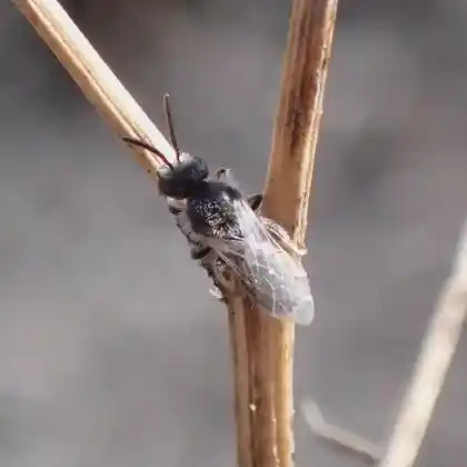 Foto von Kurzfühler-Schmalbiene (Lasioglossum brevicorne)