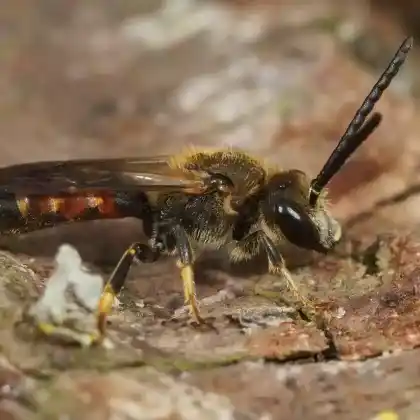 Foto von Gewöhnliche Schmalbiene (Lasioglossum calceatum)