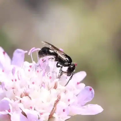 Foto von Rabenschwarze Schmalbiene (Lasioglossum corvinum)