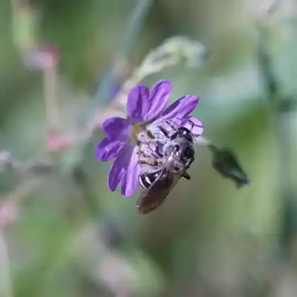 Foto von Glockenblumen-Schmalbiene (Lasioglossum costulatum)