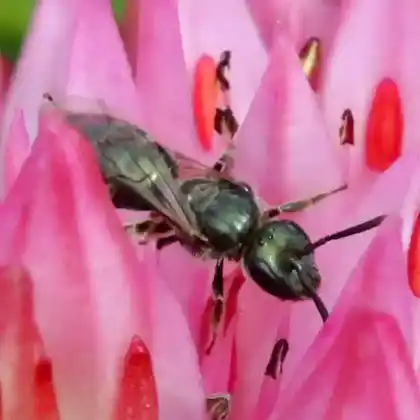 Foto von Grüne Gebirgs-Schmalbiene (Lasioglossum cupromicans)