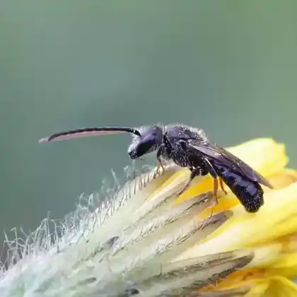 Foto von Wald-Schmalbiene (Lasioglossum fratellum)