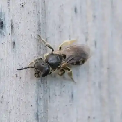 Foto von Braunfühler-Schmalbiene (Lasioglossum fulvicorne)