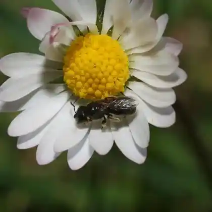 Foto von Dickkopf-Schmalbiene (Lasioglossum glabriusculum)