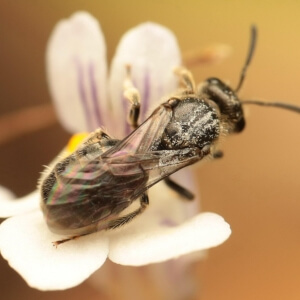 Graue Schmalbiene