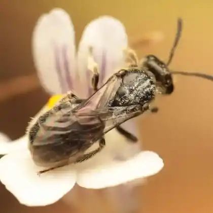 Foto von Graue Schmalbiene (Lasioglossum griseolum)