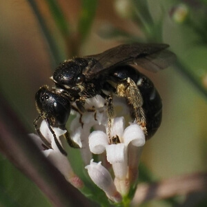 Schwarzrote Schmalbiene