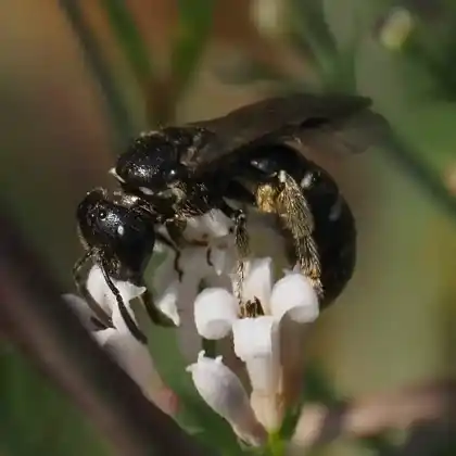 Foto von Schwarzrote Schmalbiene (Lasioglossum interruptum)