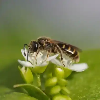 Foto von Breitkopf-Schmalbiene (Lasioglossum laticeps)