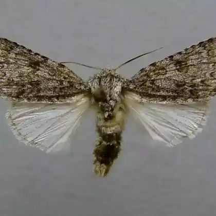 Foto von Wolfsmilch-Rindeneule (Acronicta euphorbiae)