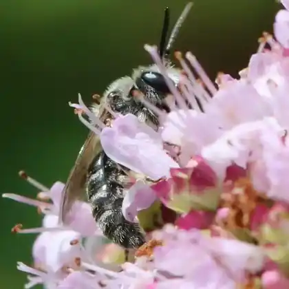 Foto von Breitbauch-Schmalbiene (Lasioglossum lativentre)