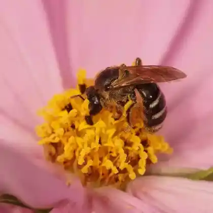 Foto von Weißbinden-Schmalbiene (Lasioglossum leucozonium)