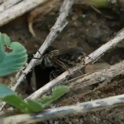 Foto von Geriefte Steilwand-Schmalbiene (Lasioglossum limbellum)