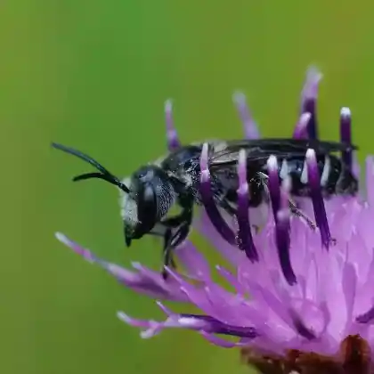 Foto von Große Schmalbiene (Lasioglossum majus)