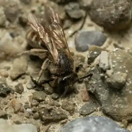 Foto von Feldweg-Schmalbiene (Lasioglossum malachurum)