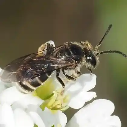 Foto von Langlebige Schmalbiene (Lasioglossum marginatum)