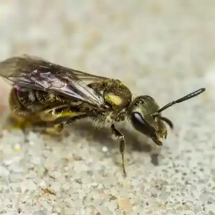 Foto von Dunkelgrüne Schmalbiene (Lasioglossum morio)