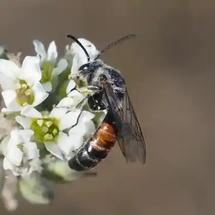 Foto von Schwarzbeinige Schmalbiene (Lasioglossum nigripes)