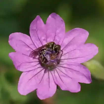 Foto von Grünglanz-Schmalbiene (Lasioglossum nitidulum)