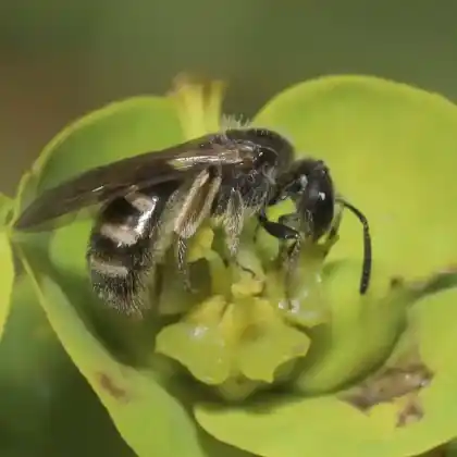 Foto von Frühlings-Schmalbiene (Lasioglossum pallens)