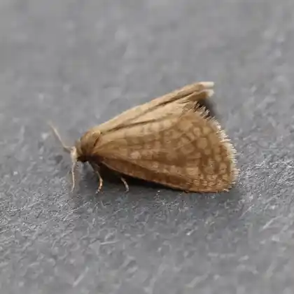 Foto von Ockergelber Gitter-Sackträger (Bijugis bombycella)