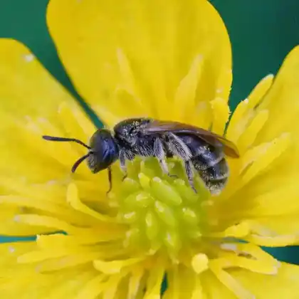 Foto von Acker-Schmalbiene (Lasioglossum pauxillum)