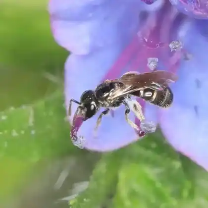 Foto von Polierte Schmalbiene (Lasioglossum politum)